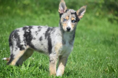 Kruising Husky x Australische herder pups, Dieren en Toebehoren, Honden | Niet-rashonden, Middel, Meerdere dieren, Fokker | Professioneel