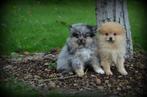 Keeshond pups (Pomeriaan), België, Keeshond, CDV (hondenziekte), 8 tot 15 weken