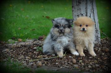 Keeshond pups (Pomeriaan) beschikbaar voor biedingen