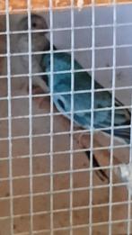 Roodrugparkieten, Dieren en Toebehoren