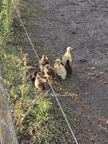 Indische loopeenden pulletjes/kuikens beschikbaar voor biedingen
