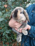 Prachtig en heel lief NHD dwergkonijn tje, Dieren en Toebehoren, Konijnen, Mannelijk, Dwerg, Hangoor, 0 tot 2 jaar