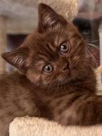 Mooie Britse korthaar kittens ., Ontwormd