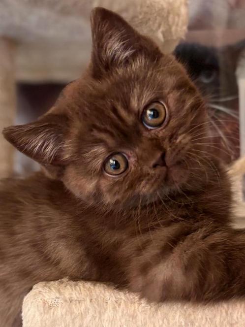 Mooie Britse korthaar kittens ., Dieren en Toebehoren, Katten en Kittens | Raskatten | Korthaar, Ontwormd