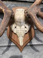 Très beau et grand crâne de cerf, Collections, Collections Animaux, Crâne, Utilisé, Enlèvement ou Envoi, Cerf