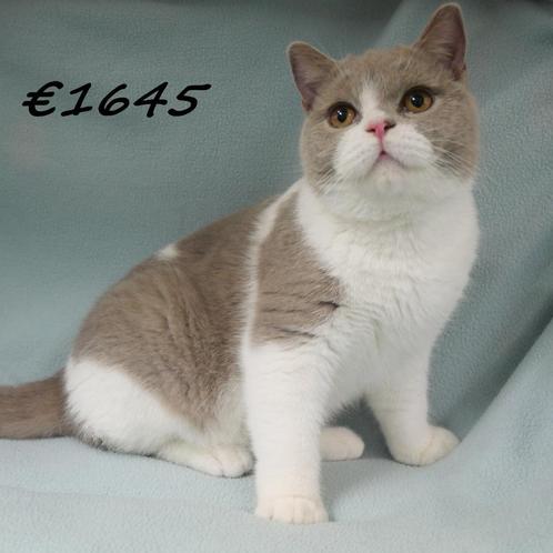 British Shorthair - chatons à vendre, Animaux & Accessoires, Chats & Chatons | Chats de race | Poil ras, Plusieurs animaux, 0 à 2 ans