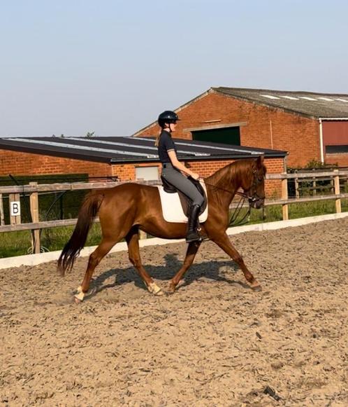 5 jarige merrie te koop, Dieren en Toebehoren, Paarden, Merrie, Zadelmak, 160 tot 165 cm, 3 tot 6 jaar, Recreatiepaard, Met stamboom