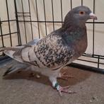 Pigeon voyageur de couleur, Animaux & Accessoires, Oiseaux | Pigeons