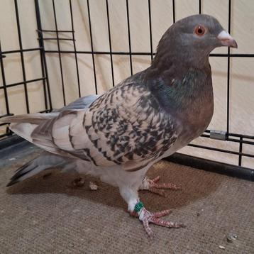 Pigeon voyageur de couleur