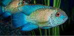Jonge electric blue acara, eaquidens pulcher electric Blue, Dieren en Toebehoren, Vissen | Aquariumvissen