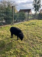 Ouessant lammetjes, Dieren en Toebehoren