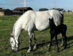 Ibero Friese veulens en pony, Non dressé, 160 à 165 cm, Vermifugé, Cheval de récréation