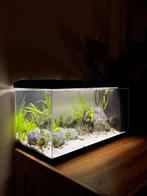 Complete aquariumset 60L + inhoud, Ophalen, Zo goed als nieuw