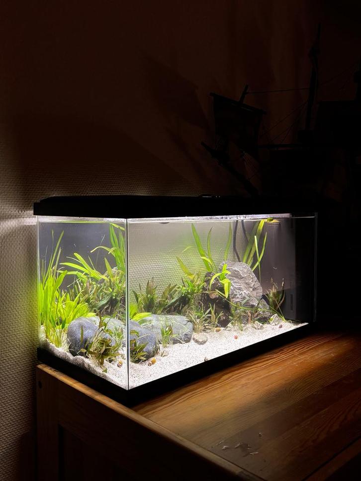 Complete aquariumset 60L + inhoud, Dieren en Toebehoren, Vissen | Aquaria en Toebehoren, Zo goed als nieuw, Ophalen