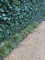Wintergroen grassen, Tuin en Terras, Ophalen, Siergrassen