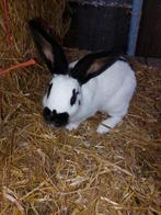 Vlinder voedster, Femelle, Taille moyenne, 0 à 2 ans