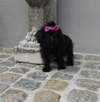 Yorkipoo puppy teefje, België, 15 weken tot 1 jaar, Eén hond, Klein
