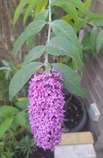 Vlinderstruik die paarse bloemen geeft en vlinders aantrekt, Tuin en Terras, Planten | Tuinplanten, Ophalen, Lente