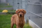 Labrador pup laatste uit nest zacht karakter, CDV (hondenziekte), Meerdere, Meerdere dieren, België
