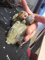 Jeune calopsitte  en cours de nourrissage  à la main, Animaux & Accessoires, Oiseaux | Perruches & Perroquets