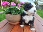 Berner Sennen x Bernedoodle pups, Parvovirose, Plusieurs, Belgique, 8 à 15 semaines