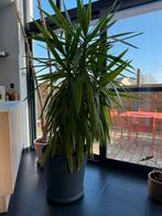 Yucca plant, Ophalen, Yucca