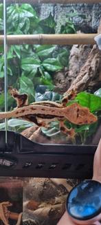 Wimpergekko crested gecko LW man, Dieren en Toebehoren, Reptielen en Amfibieën