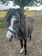 Poulain welsh, Dieren en Toebehoren, Paarden, Hengst, Niet van toepassing, Minder dan 160 cm, 0 tot 2 jaar