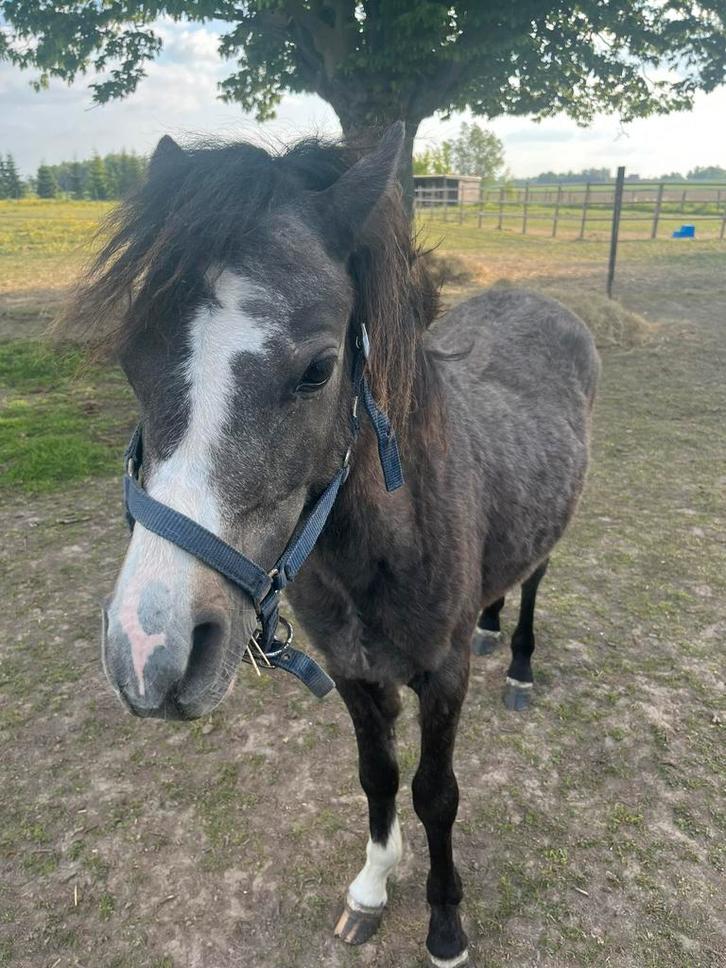 Poulain welsh, Dieren en Toebehoren, Paarden, Hengst, Niet van toepassing, Minder dan 160 cm, 0 tot 2 jaar