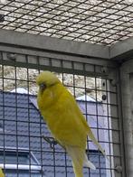20 tal overjaarse kweek engelse grasparkieten, Dieren en Toebehoren, Meerdere dieren, Parkiet