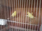 Kanaries, Dieren en Toebehoren, Vogels | Kanaries