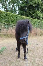 dekhengst te koop, Dieren en Toebehoren, Onbeleerd, Hengst, Gechipt, 3 tot 6 jaar