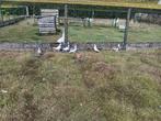 duiven, Dieren en Toebehoren