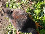 barnevelder dubbel gezoomt, Dieren en Toebehoren, Pluimvee