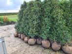 Portugese laurier haagplanten in alle hoogtes, Tuin en Terras, Ophalen of Verzenden, Laurier, Haag, 100 tot 250 cm