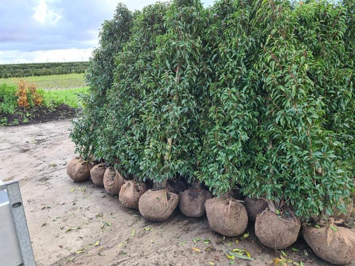 Portugese laurier haagplanten in alle hoogtes, Tuin en Terras, Planten | Struiken en Hagen, Haag, Laurier, 100 tot 250 cm, Ophalen of Verzenden