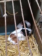 Cavias, Dieren en Toebehoren, Knaagdieren, December, Meerdere dieren, Cavia
