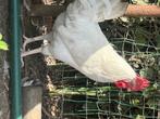 Witte leghorn haan, Dieren en Toebehoren, Pluimvee, Mannelijk, Kip