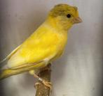 mooi koppel kanaries, Animaux & Accessoires, Oiseaux | Canaris