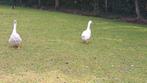 Ganzen, Dieren en Toebehoren, Pluimvee