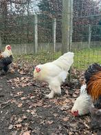 Brahma haan, Dieren en Toebehoren, Pluimvee