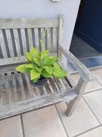 Hosta´s, Vaste plant, Halfschaduw, Zomer, Ophalen