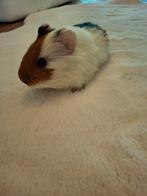 Cavia beertje, Cavia, Mannelijk, Tam, Oktober