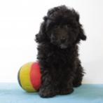 Dwergpoedel - belgische pups te koop, Poedel, België, Handelaar, CDV (hondenziekte)