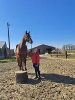 Prachtige ruin, Dieren en Toebehoren, Paarden, Ruin, Zadelmak, 11 jaar of ouder, Recreatiepaard