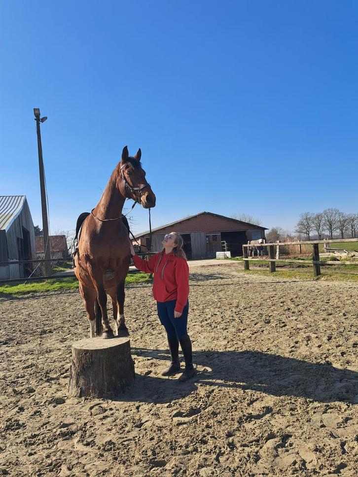 Prachtige ruin, Dieren en Toebehoren, Paarden, Ruin, Zadelmak, 165 tot 170 cm, 11 jaar of ouder, Recreatiepaard