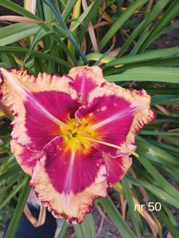 Hemerocallis nr 50 beschikbaar voor biedingen
