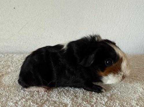Skinydrager beertje, Dieren en Toebehoren, Knaagdieren, Mannelijk, Cavia, Augustus, Tam