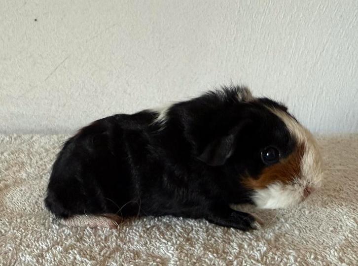 Skinydrager beertje, Dieren en Toebehoren, Knaagdieren, Mannelijk, Cavia, Augustus, Tam