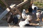 Kleurleggers Marans, Araucana en Cream Legbar 0472/51.09.71, Kip